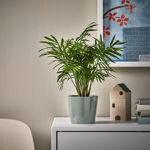 SOJABÖNA plant pot