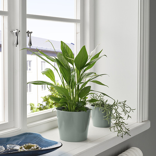 SOJABÖNA plant pot