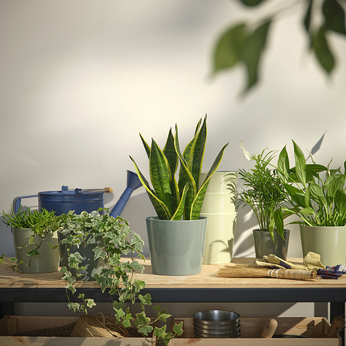 SOJABÖNA plant pot