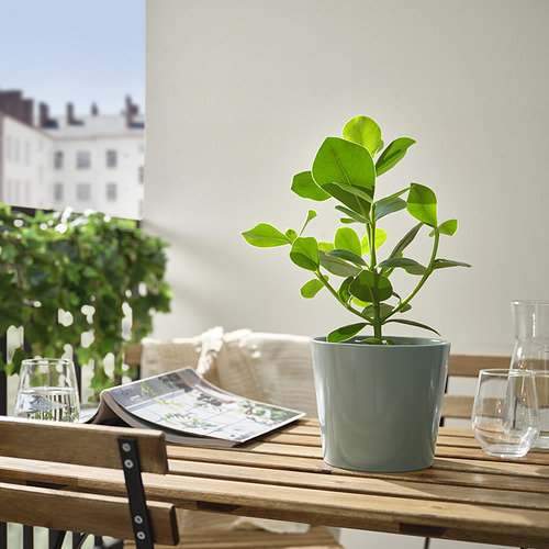 SOJABÖNA plant pot