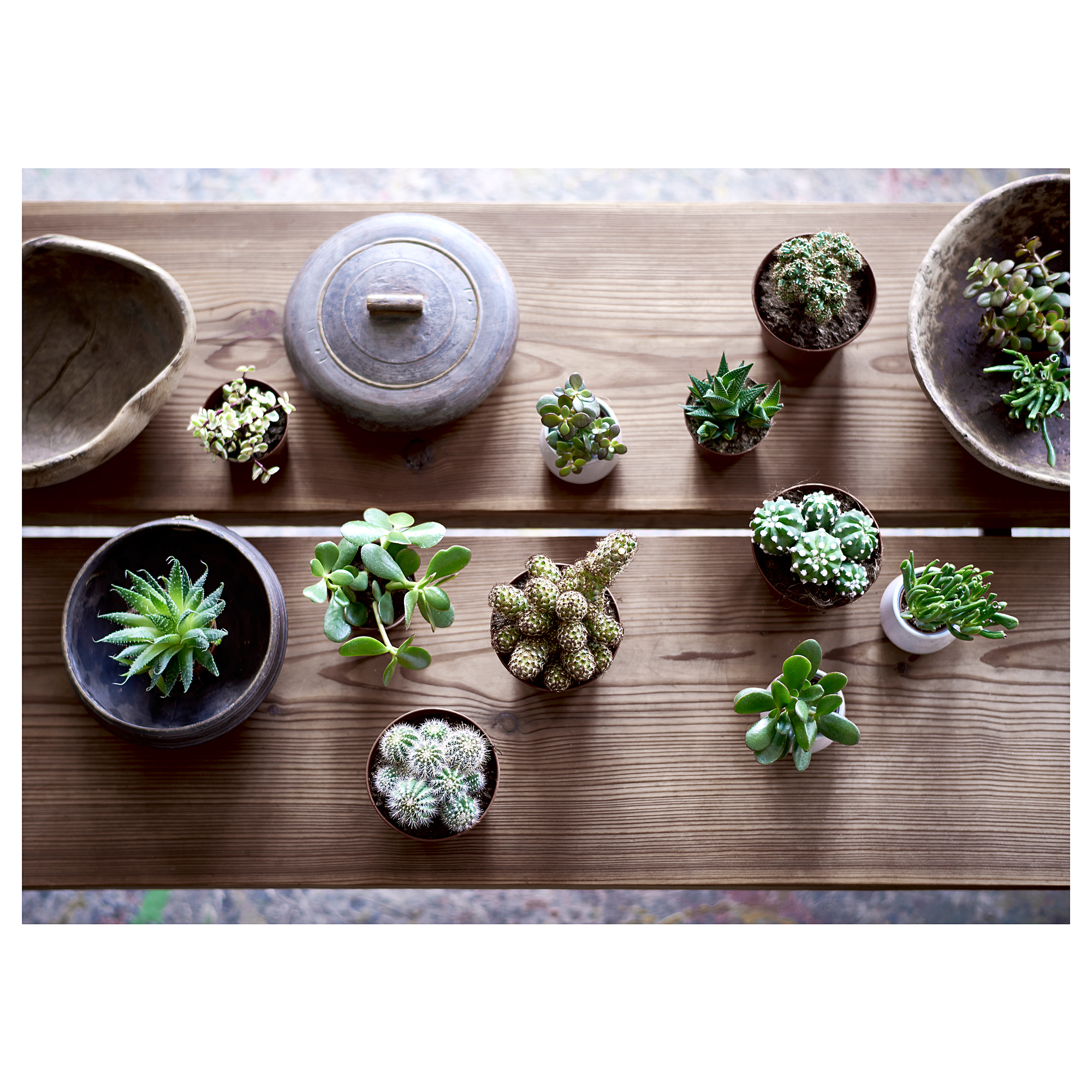 SUCCULENT 盆栽植物