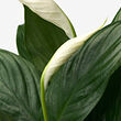 SPATHIPHYLLUM 植物