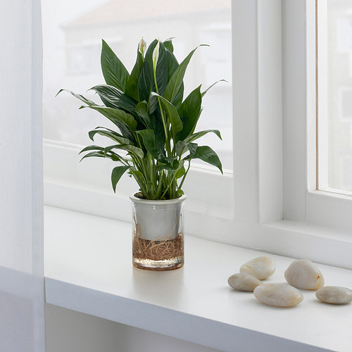 SPATHIPHYLLUM 植物