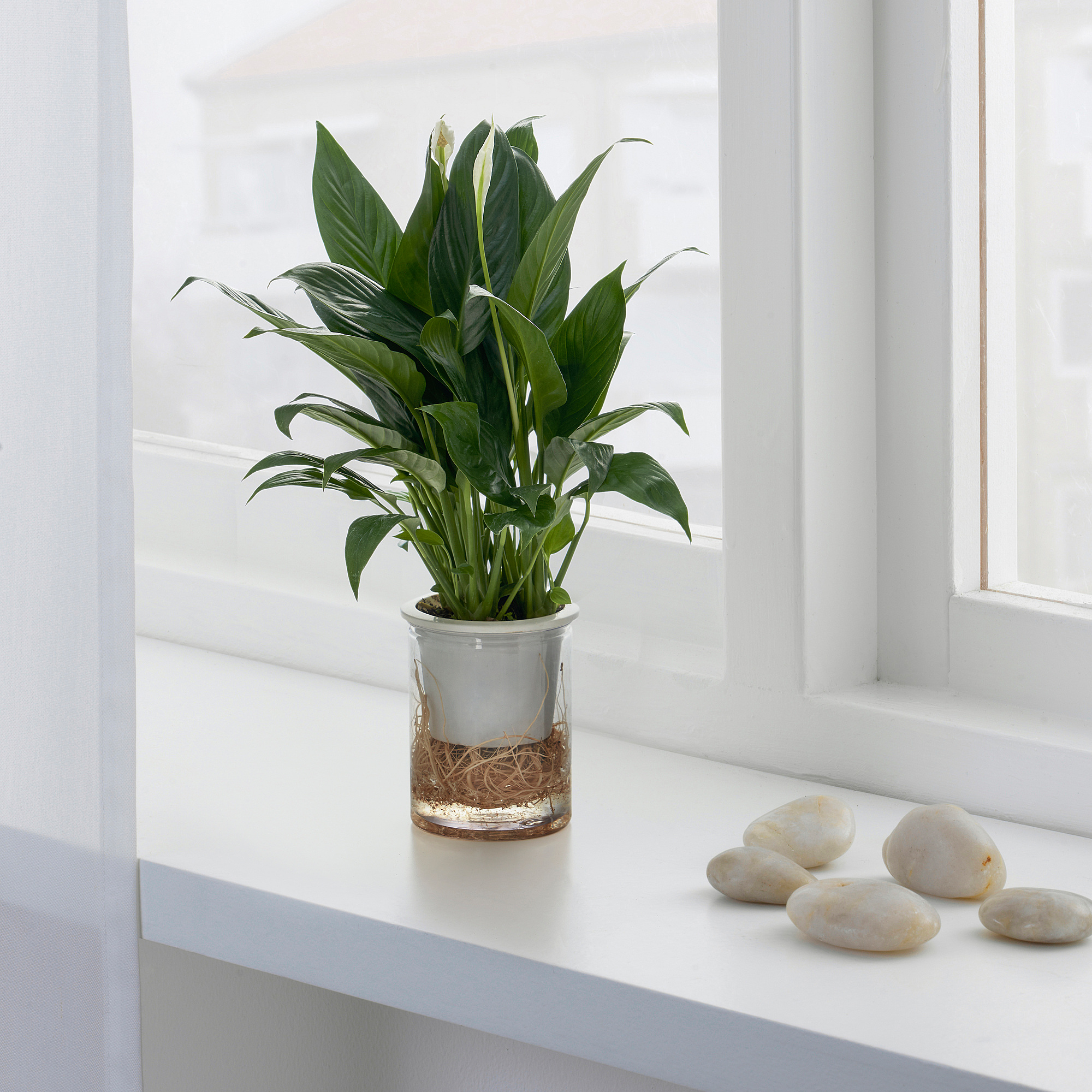 SPATHIPHYLLUM 植物