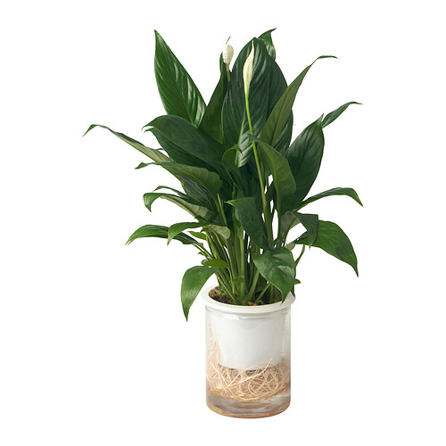 SPATHIPHYLLUM 植物
