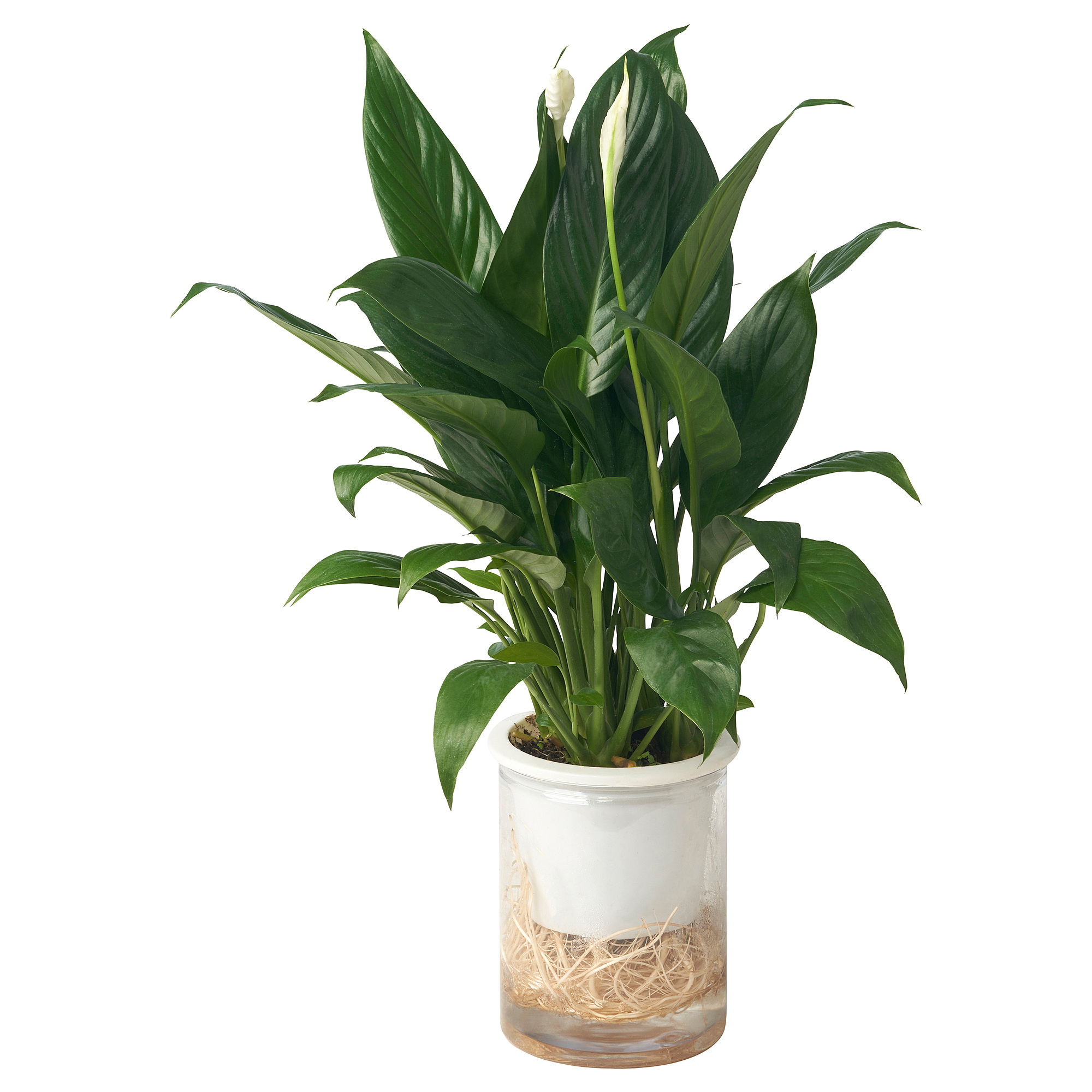 SPATHIPHYLLUM 植物