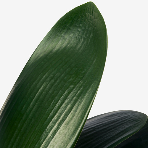 CLIVIA MINIATA potted plant