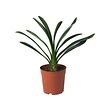 CLIVIA MINIATA potted plant