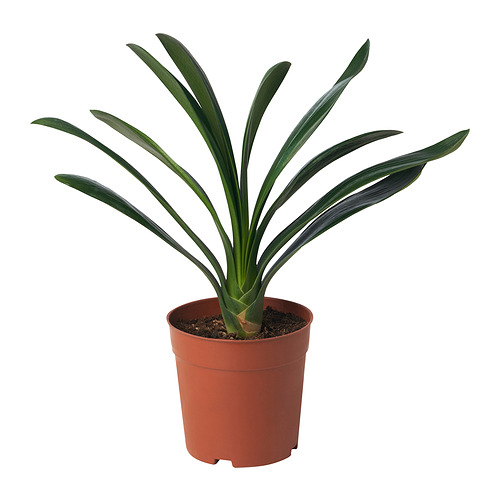 CLIVIA MINIATA - 盆栽植物, 15 厘米 | IKEA 香港及澳門 - PE887149_S4