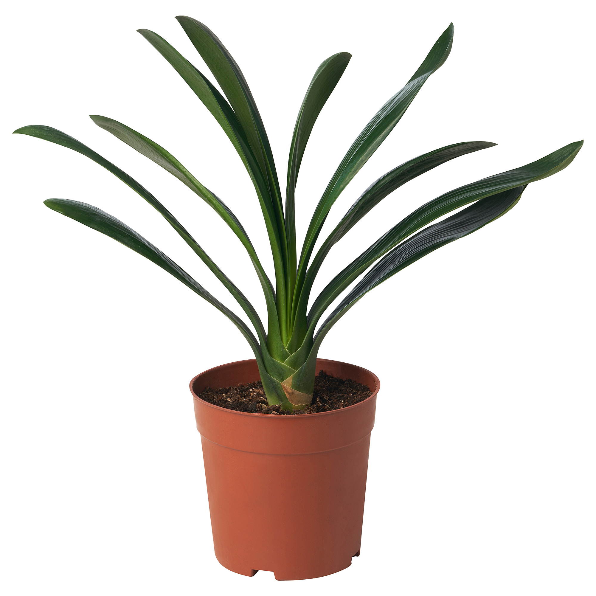 CLIVIA MINIATA potted plant