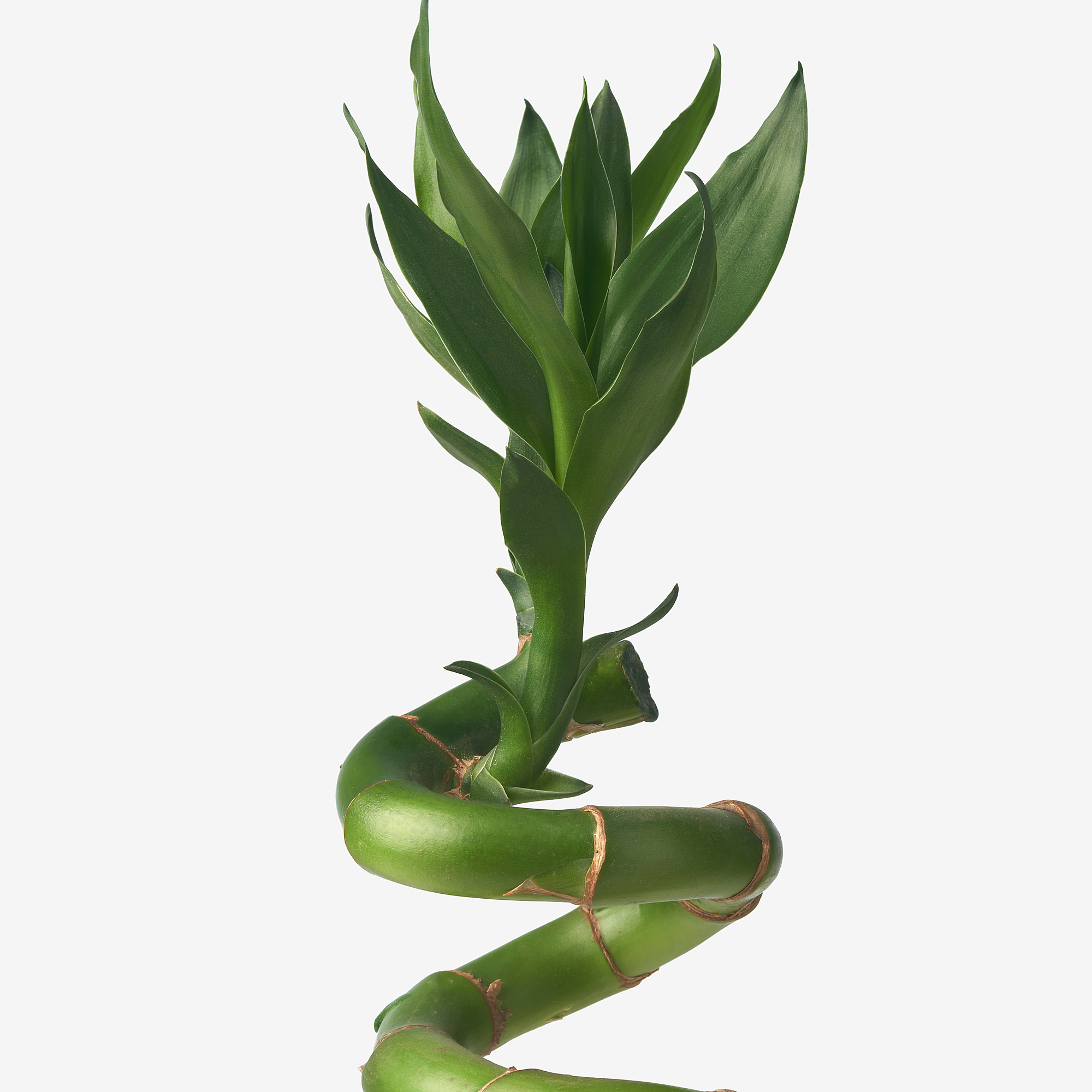 DRACAENA LUCKY BAMBOO - plant, spiral, 45 cm | IKEA Hong Kong and Macau