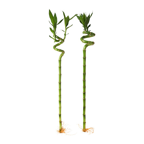 DRACAENA LUCKY BAMBOO 植物