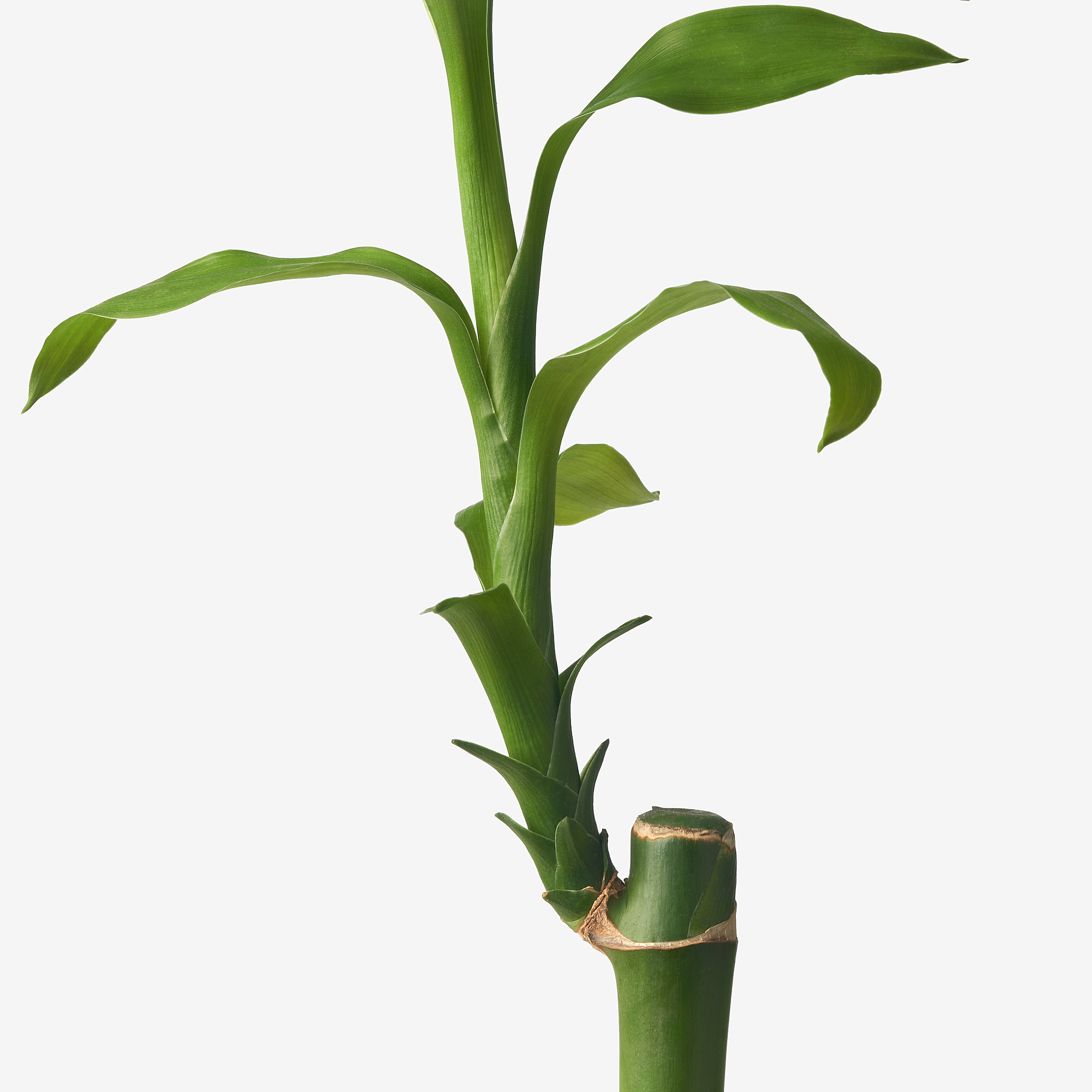 DRACAENA LUCKY BAMBOO 植物