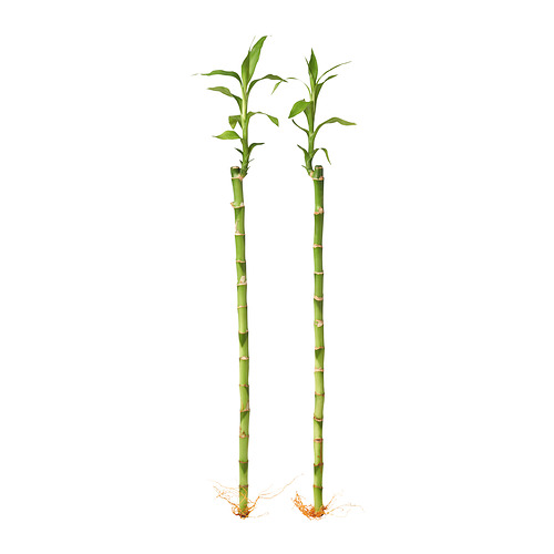 DRACAENA LUCKY BAMBOO 植物