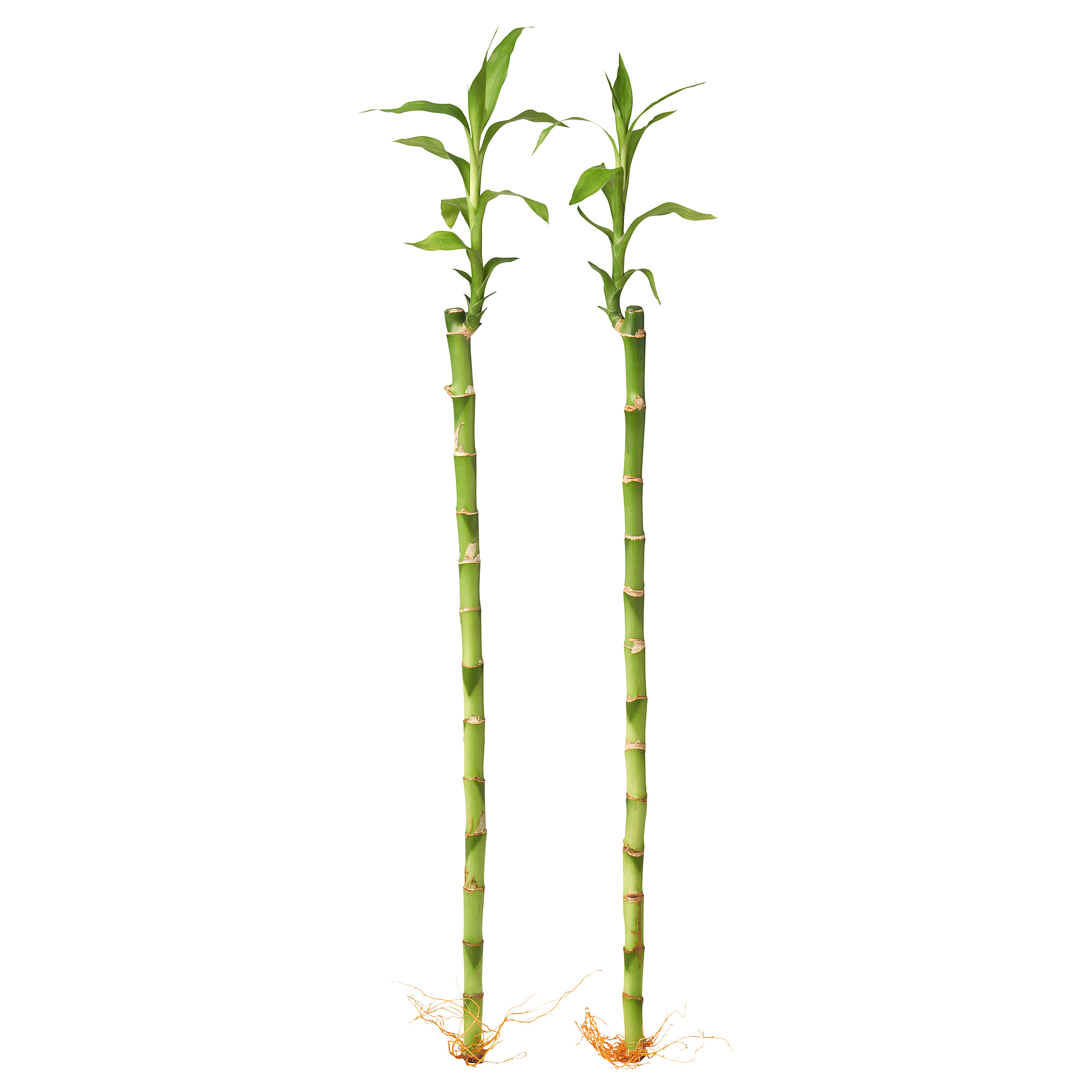 DRACAENA LUCKY BAMBOO - plant, 45 cm | IKEA Hong Kong and Macau