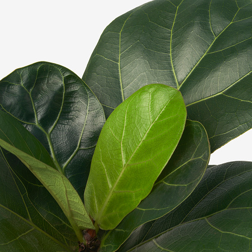 FICUS LYRATA potted plant