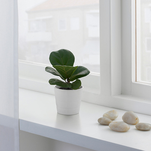 FICUS LYRATA potted plant