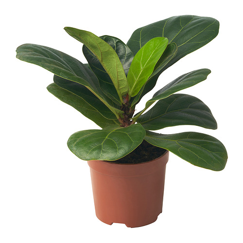 FICUS LYRATA potted plant