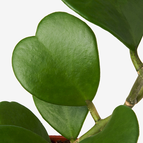 HOYA CARNOSA 盆栽植物