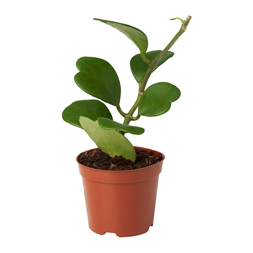 HOYA CARNOSA 盆栽植物