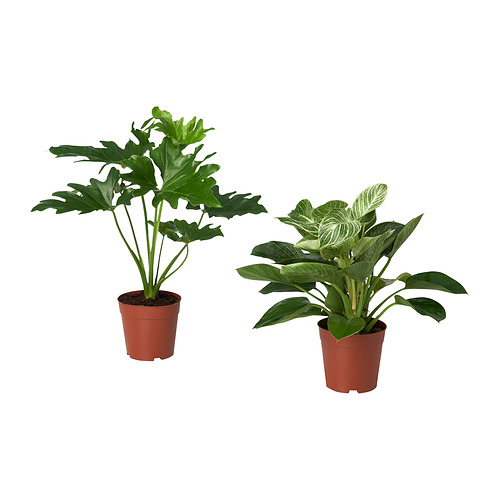 PHILODENDRON 盆栽植物