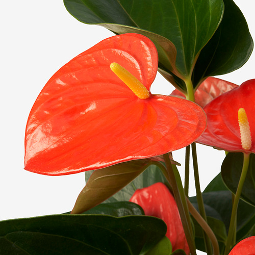 ANTHURIUM potted plant