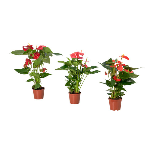 ANTHURIUM potted plant