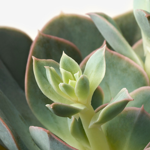 SUCCULENT potted plant