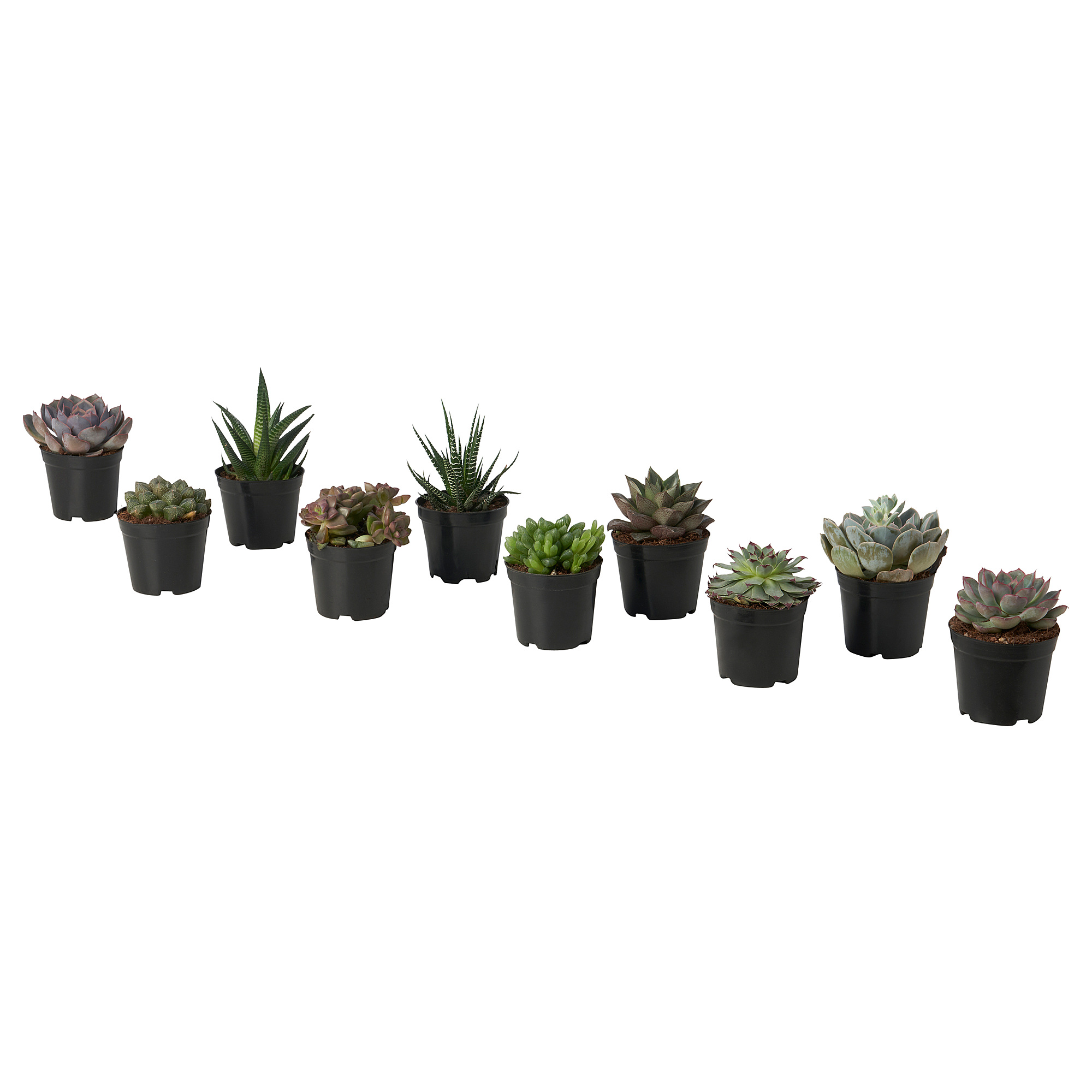 SUCCULENT 盆栽植物