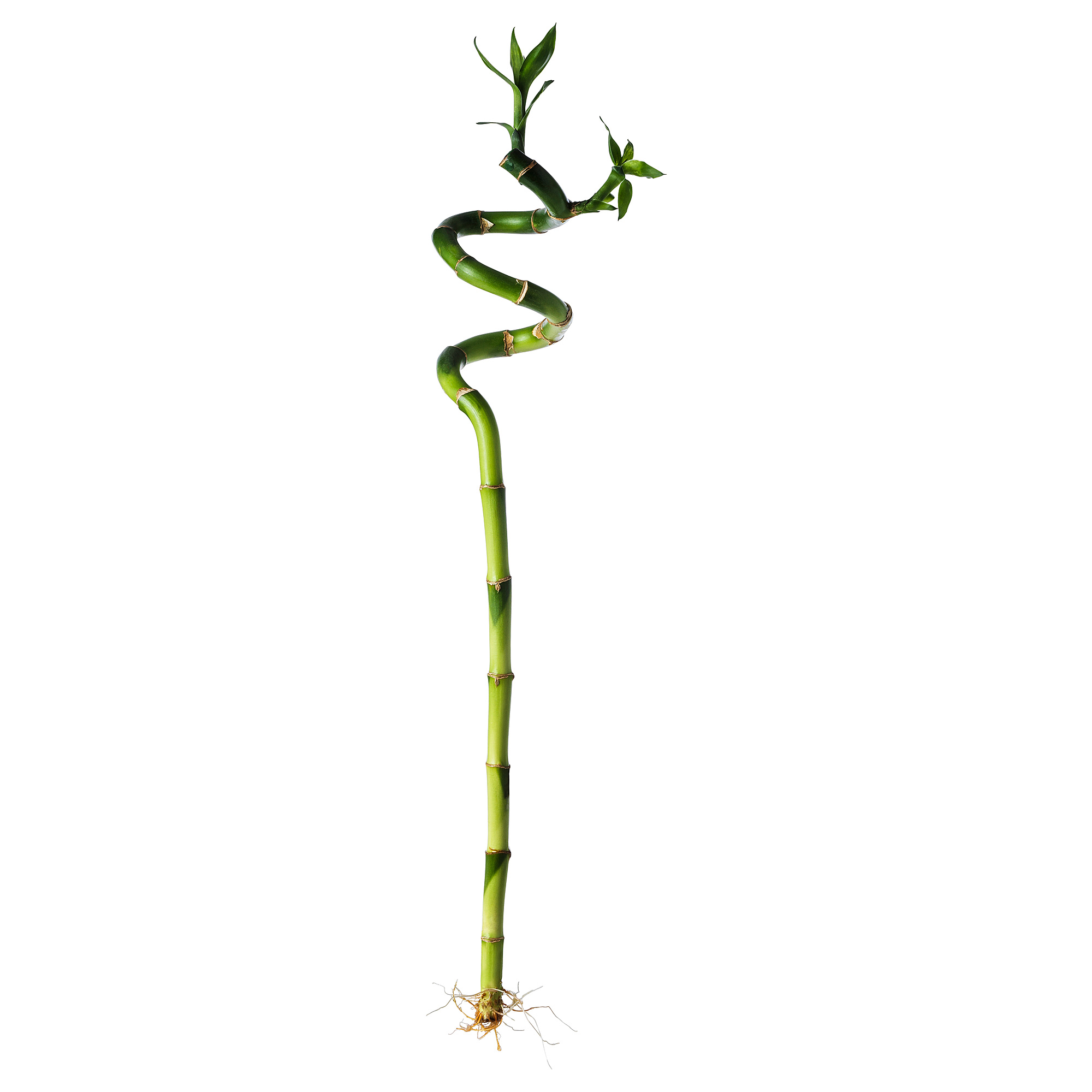 DRACAENA LUCKY BAMBOO plant