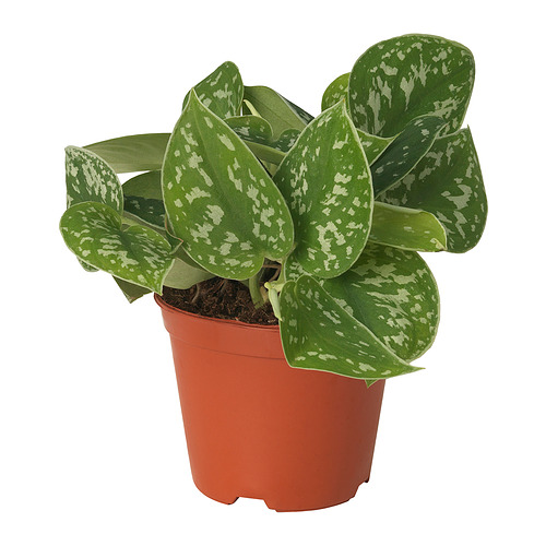 EPIPREMNUM 盆栽植物