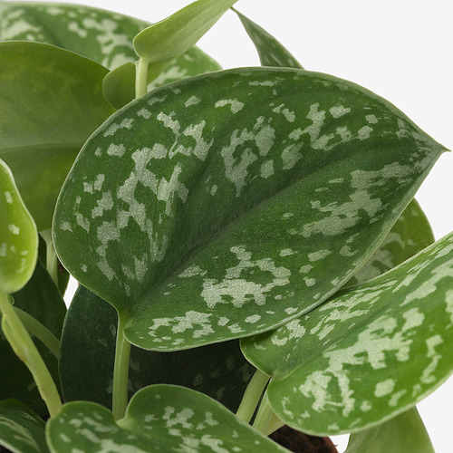 EPIPREMNUM 盆栽植物