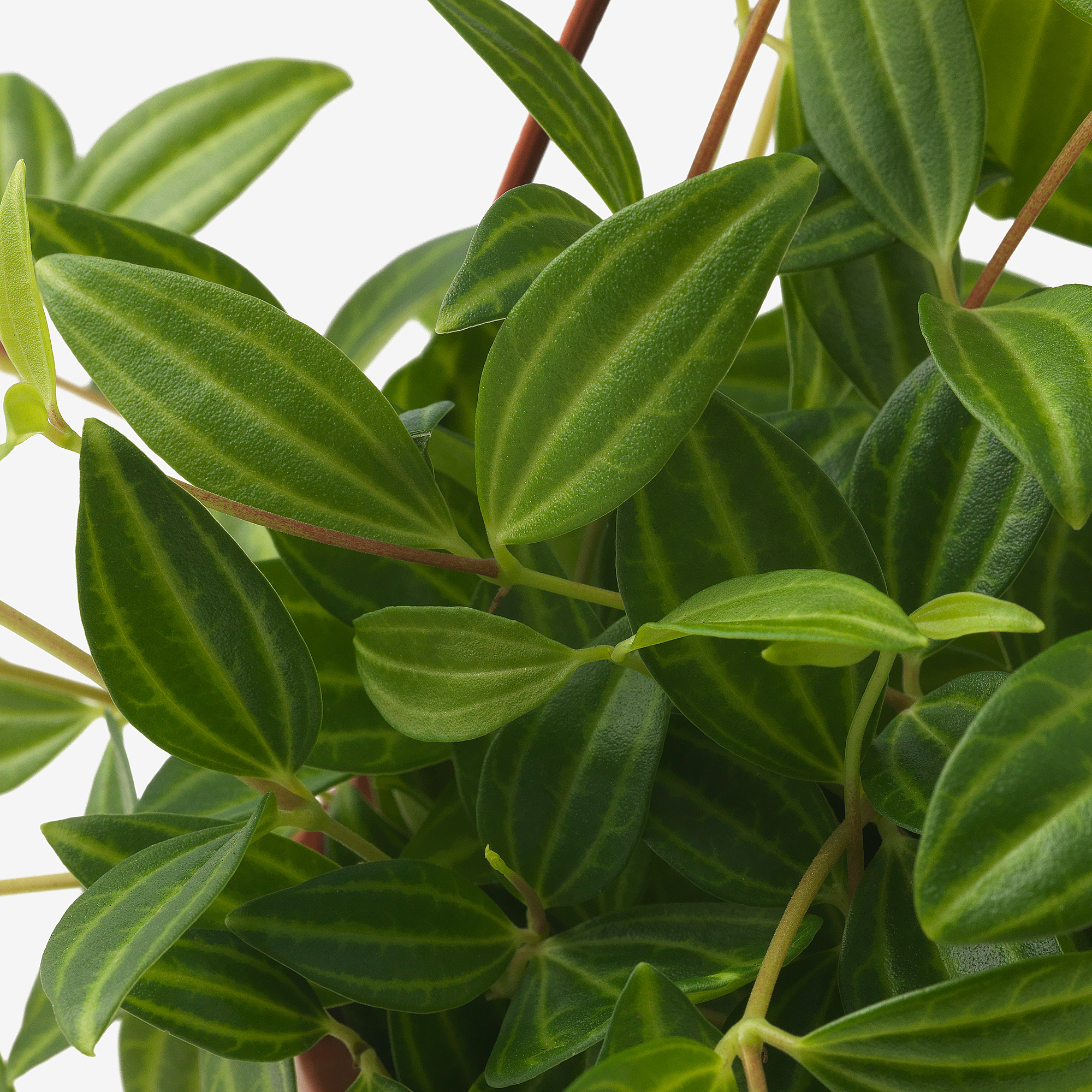 PEPEROMIA TETRAGONA hanging plant
