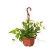 PEPEROMIA TETRAGONA hanging plant