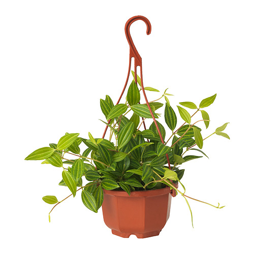PEPEROMIA TETRAGONA 懸掛植物