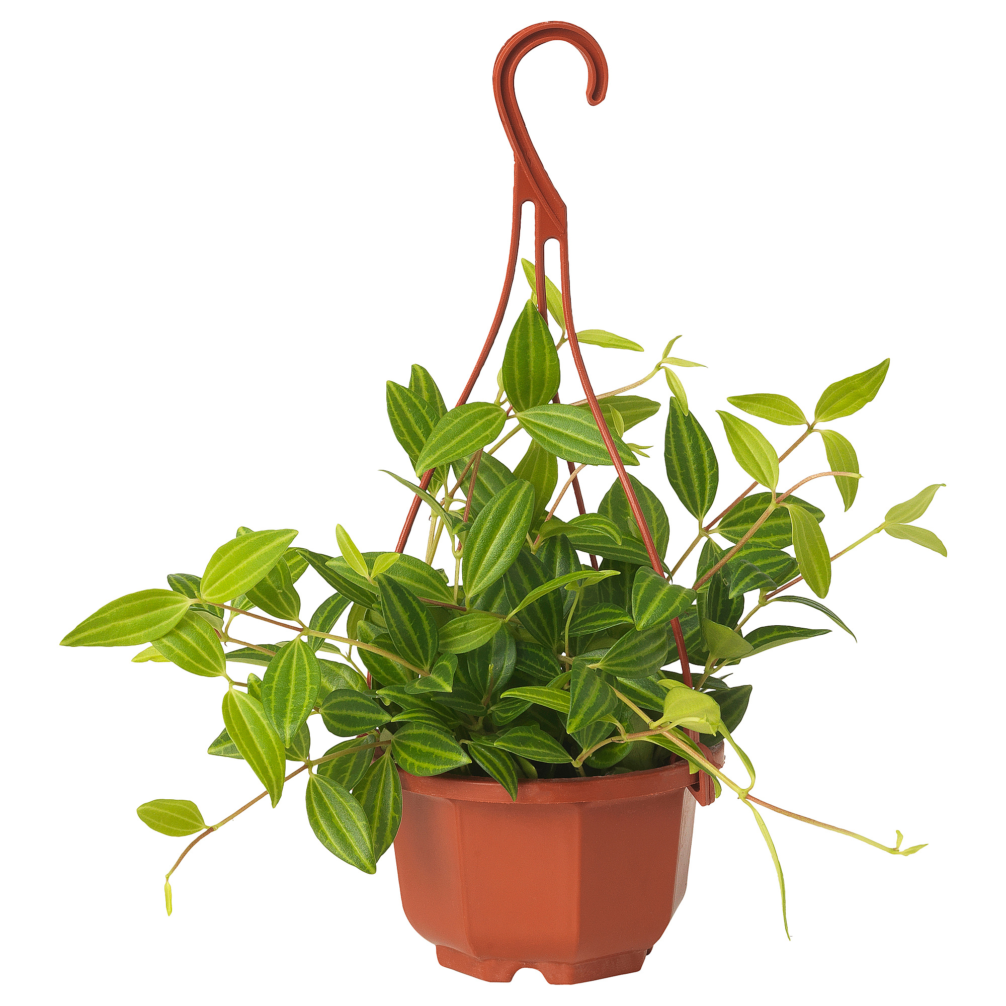 PEPEROMIA TETRAGONA hanging plant