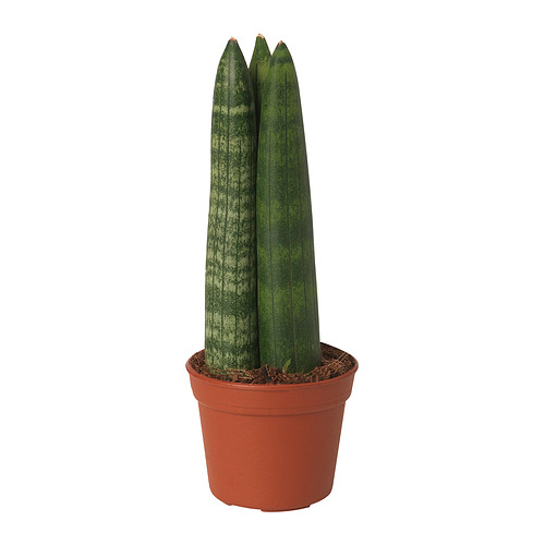 SANSEVIERIA CYLINDRICA 盆栽植物