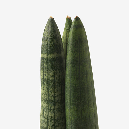 SANSEVIERIA CYLINDRICA 盆栽植物