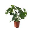 MONSTERA potted plant