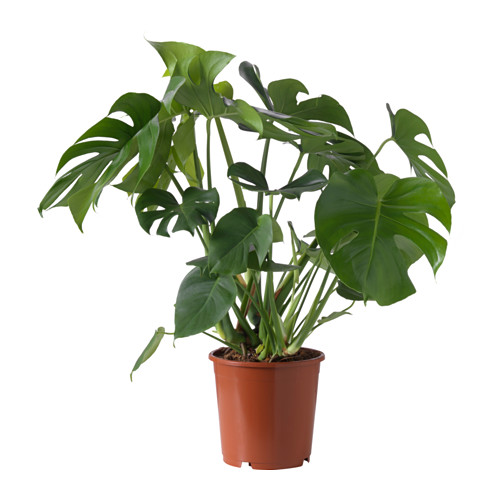 MONSTERA - 盆栽植物, 龜背芋, 24 厘米 | IKEA 香港及澳門 - PE547591_S4