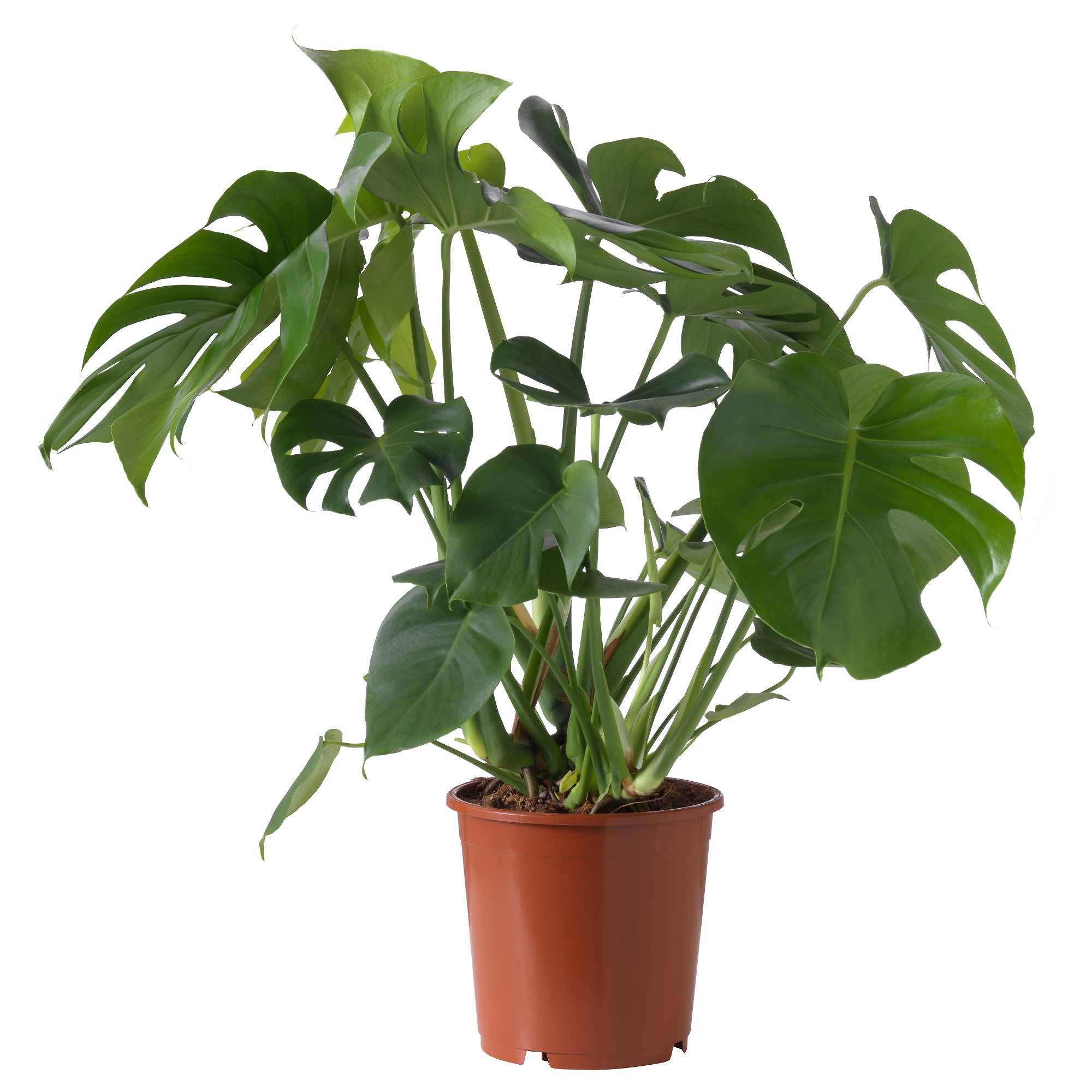 MONSTERA potted plant