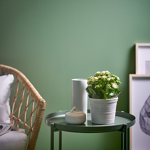 KALANCHOE 盆栽植物