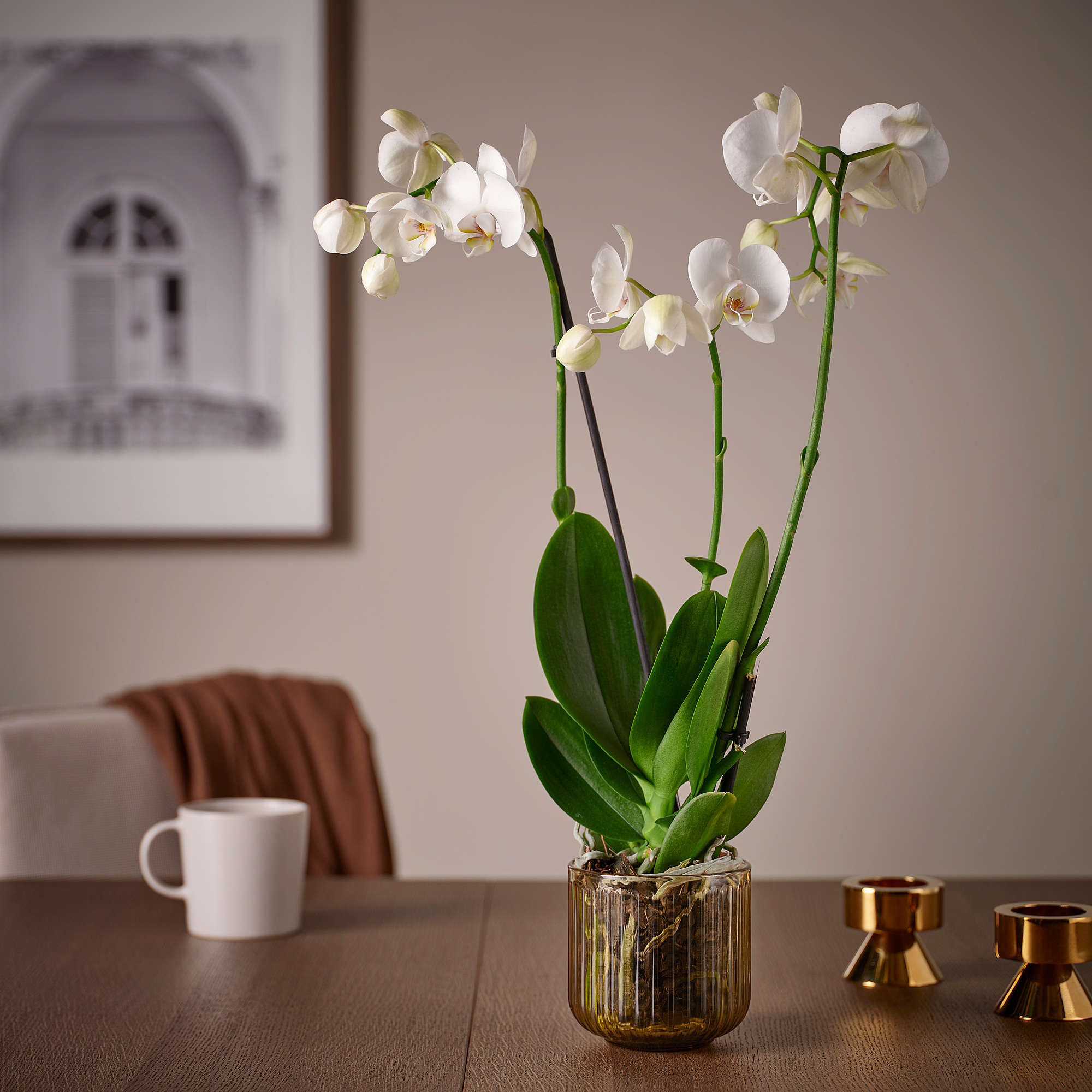 GRADVIS plant pot