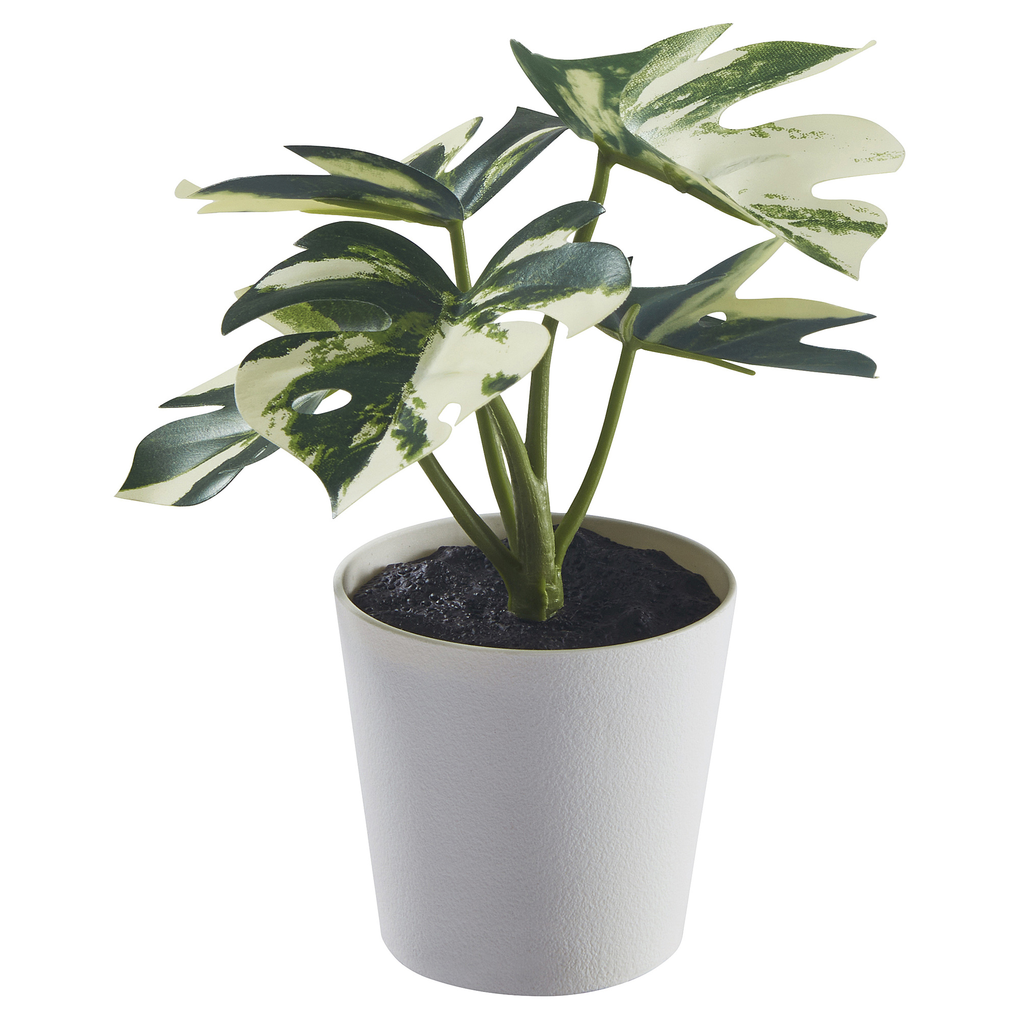 FEJKA - 人造盆栽連花盆, 室內/戶外用龜背竹, 6 厘米| IKEA 香港及澳門