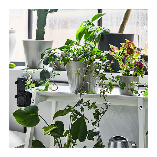 CITRONMELISS 花盆