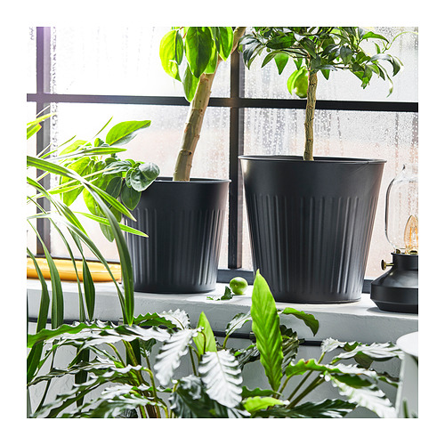 CITRONMELISS 花盆