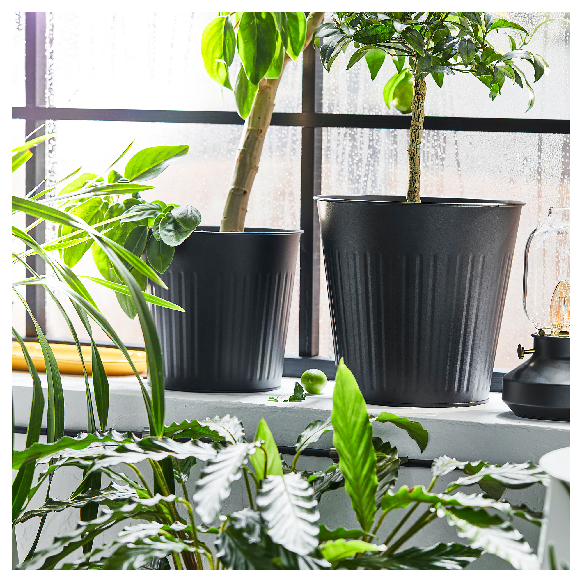CITRONMELISS plant pot