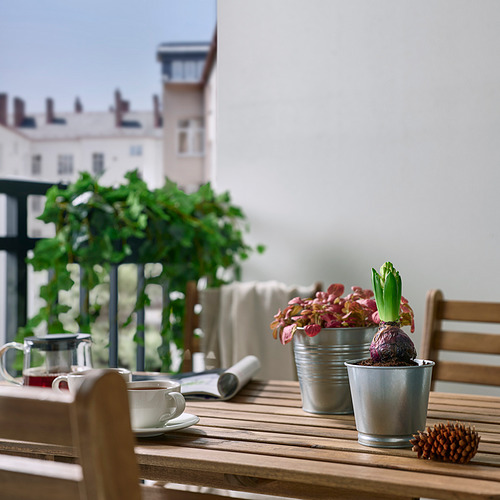 HYACINTHUS potted plant