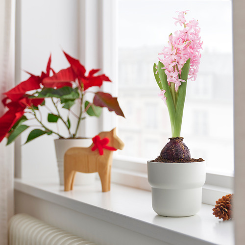 HYACINTHUS potted plant