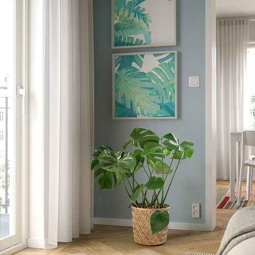 MONSTERA potted plant